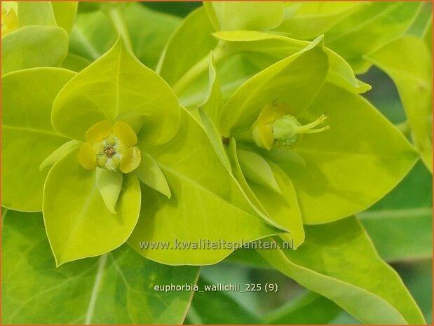 Euphorbia wallichii | Wolfsmelk | Wallichs Spurge | Wallich Spurge