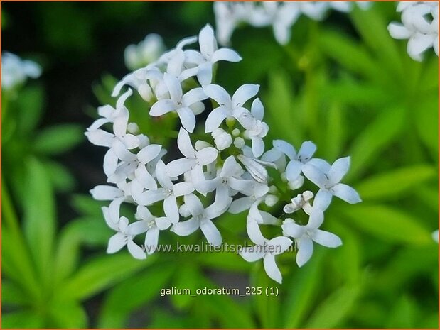 Galium odoratum | Lievevrouwebedstro, Walstro | Echter Waldmeister | Sweet Woodruff