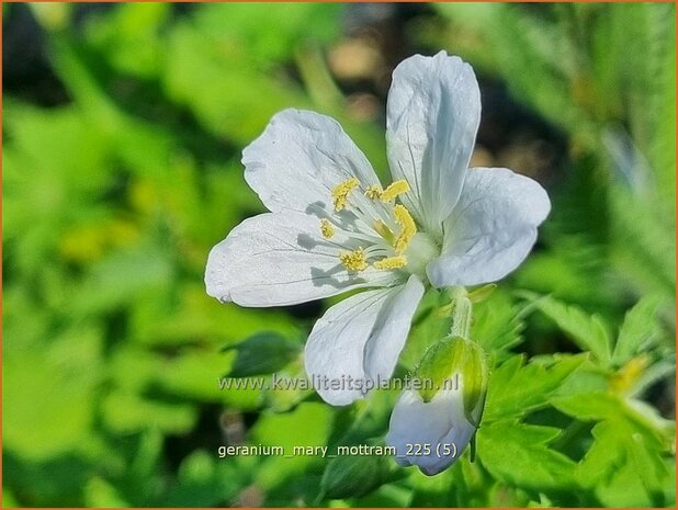 Geranium 'Mary Mottram' | Ooievaarsbek, Tuingeranium, Geranium | Storchschnabel | Cranesbill