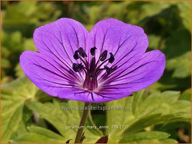 Geranium 'Mary-Anne' | Ooievaarsbek, Tuingeranium, Geranium | Storchschnabel | Cranesbill