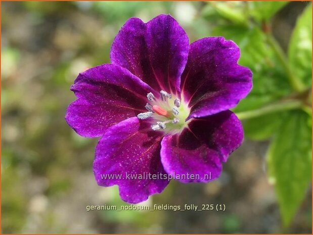 Geranium nodosum 'Tony's Talisman' | Knopige ooievaarsbek, Ooievaarsbek, Tuingeranium, Geranium | Bergwald