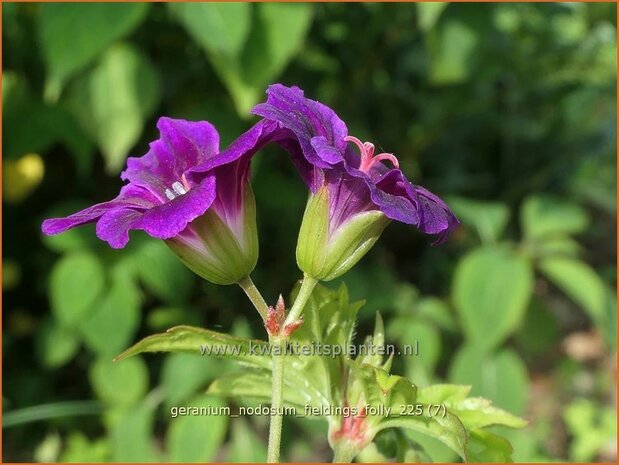 Geranium nodosum 'Tony's Talisman' | Knopige ooievaarsbek, Ooievaarsbek, Tuingeranium, Geranium | Bergwald