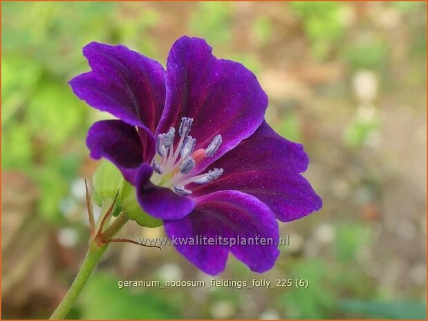 Geranium nodosum 'Tony's Talisman' | Knopige ooievaarsbek, Ooievaarsbek, Tuingeranium, Geranium | Bergwald