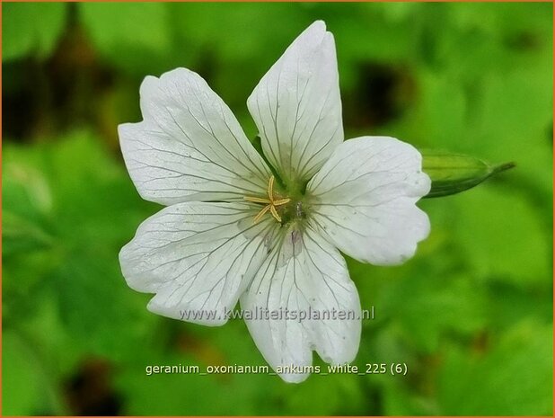Geranium oxonianum 'Ankum's White' | Basterd-ooievaarsbek, Ooievaarsbek, Tuingeranium, Geranium | Oxford-Storchs