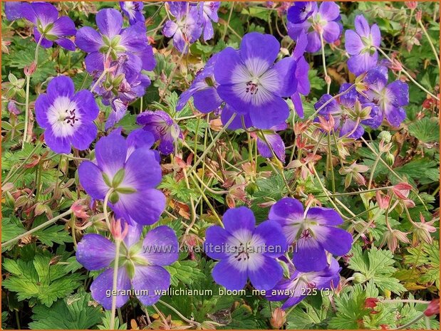 Geranium wallichianum 'Bloom Me Away'