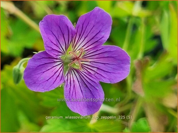 Geranium wlassovianum 'Typ Zeppelin' | Ooievaarsbek, Tuingeranium, Geranium | Sibirischer Storchenschnabel | Cranesbi