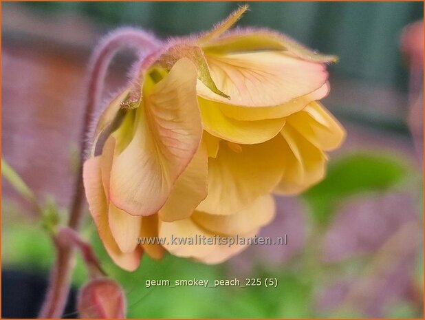 Geum 'Smokey Peach' | Nagelkruid | Nelkenwurz | Avens