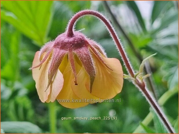 Geum 'Smokey Peach' | Nagelkruid | Nelkenwurz | Avens