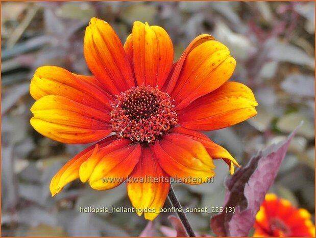 Heliopsis helianthoides 'Bonfire Sunset' | Zonneoog, Zonneogen | Gew&ouml;hnliches Sonnenauge | Rough Heliopsis