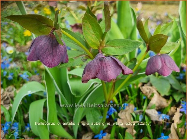 Helleborus orientalis 'Single Aubergine White Edge' | Kerstroos, Lenteroos, Vastenroos, Oosters nieskruid, Nieskruid 