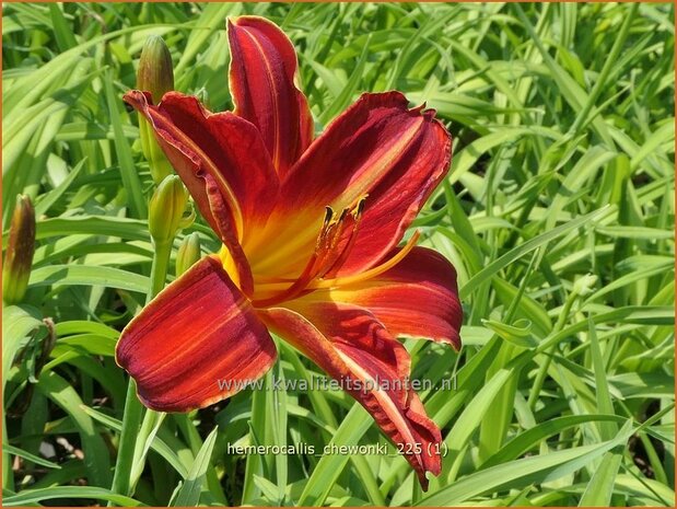Hemerocallis 'Chewonki' | Daglelie | Taglilie | Day Lily