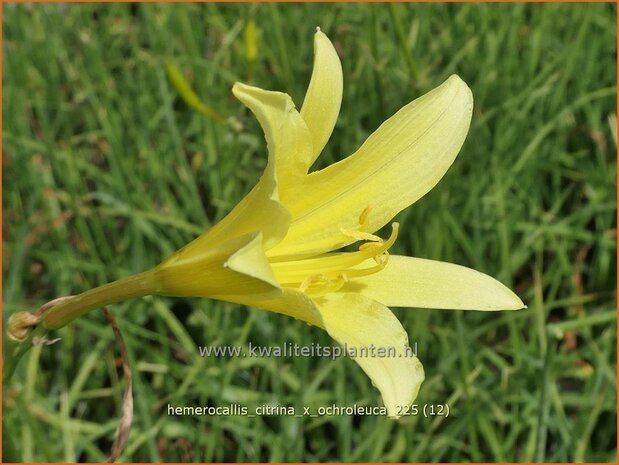 Hemerocallis citrina x ochroleuca | Daglelie | Zitronengelbe Taglilie | Citron Day Lily
