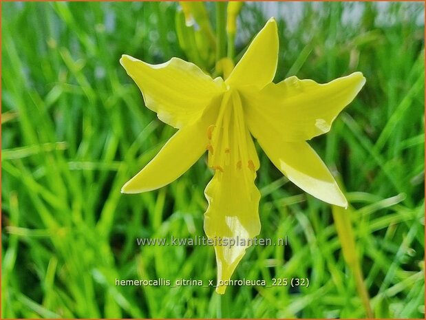 Hemerocallis citrina x ochroleuca | Daglelie | Zitronengelbe Taglilie | Citron Day Lily