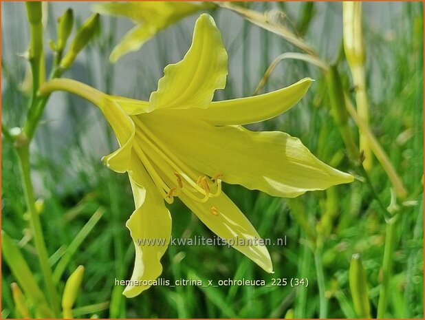 Hemerocallis citrina x ochroleuca | Daglelie | Zitronengelbe Taglilie | Citron Day Lily