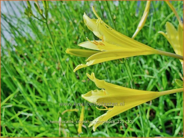 Hemerocallis citrina x ochroleuca | Daglelie | Zitronengelbe Taglilie | Citron Day Lily