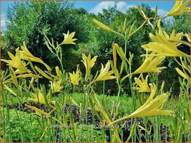 Hemerocallis citrina x ochroleuca | Daglelie | Zitronengelbe Taglilie | Citron Day Lily