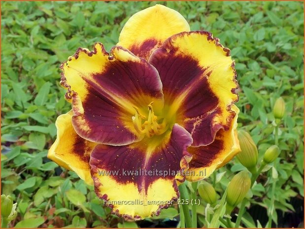 Hemerocallis 'Emperor' | Daglelie | Taglilie | Day Lily