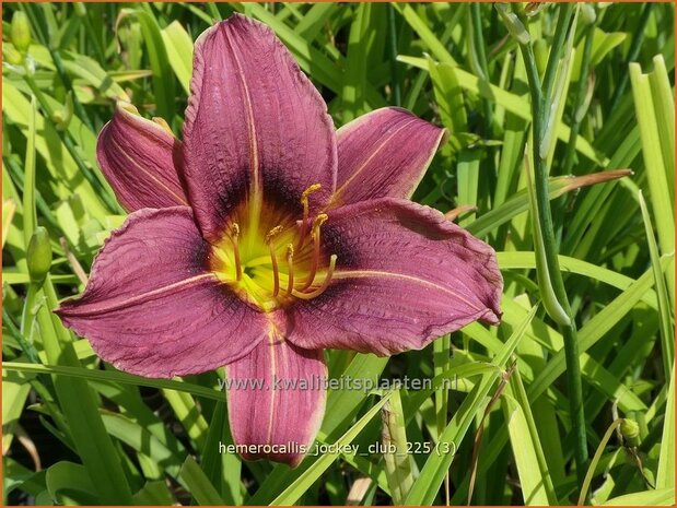 Hemerocallis 'Jockey Club'