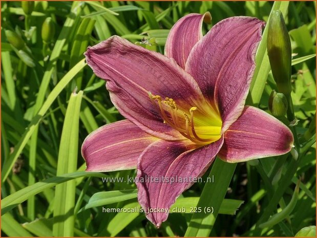 Hemerocallis 'Jockey Club'