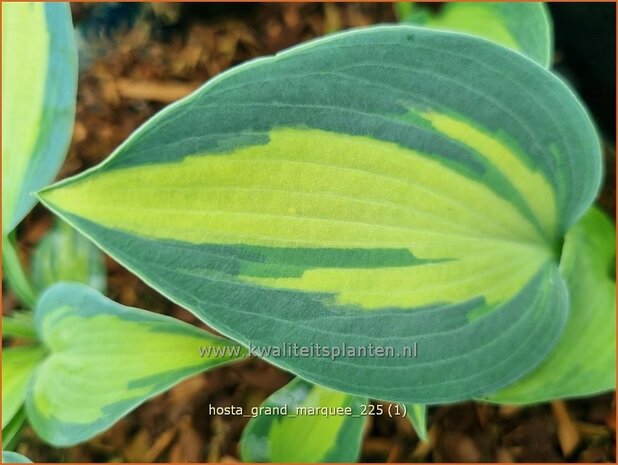 Hosta 'Grand Marquee' | Hosta, Hartlelie, Funkia | Funkie | Hosta