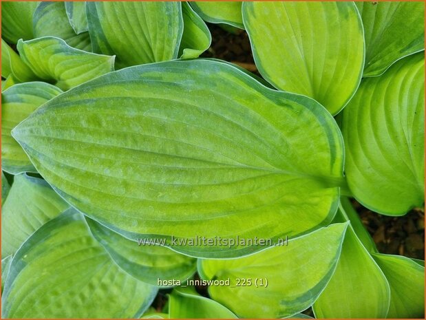 Hosta 'Inniswood' | Hosta, Hartlelie, Funkia | Funkie | Hosta