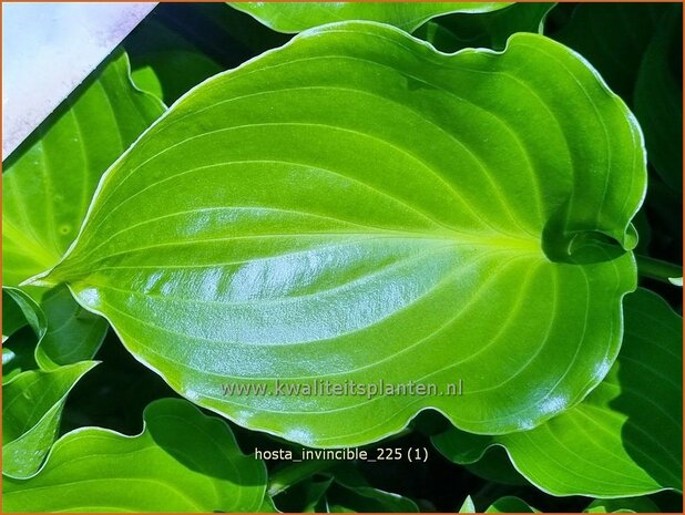 Hosta 'Invincible' | Hosta, Hartlelie, Funkia | Funkie | Hosta