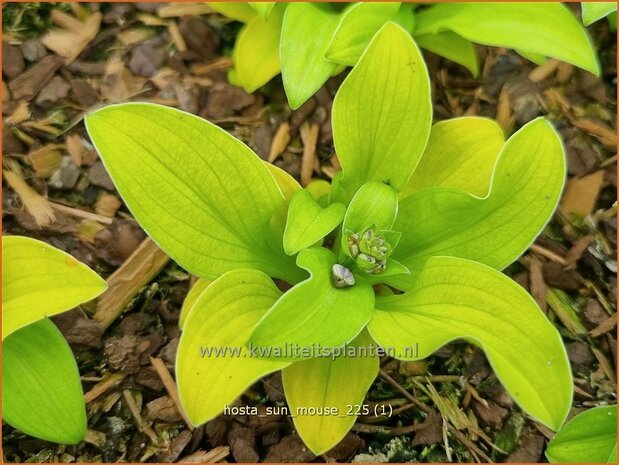 Hosta 'Sun Mouse' | Hosta, Hartlelie, Funkia | Funkie | Hosta