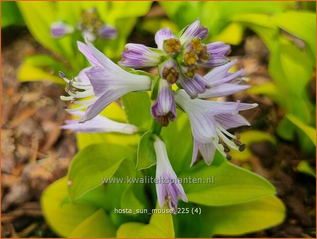 Hosta 'Sun Mouse' | Hosta, Hartlelie, Funkia | Funkie | Hosta