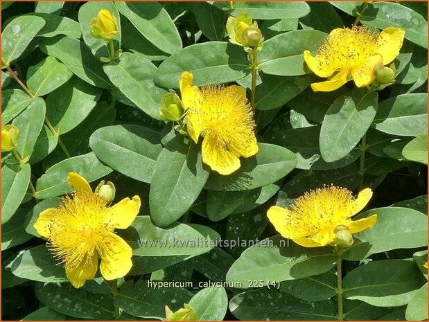 Hypericum calycinum | Grootbloemig hertshooi, Hertshooi | Teppichjohanneskraut | Aaron's Beard