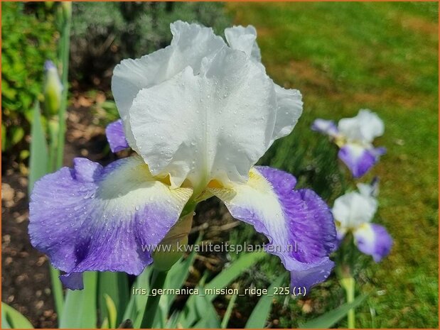 Iris germanica 'Mission Ridge' | Blauwe lis, Duitse lis, Germaanse iris, Baardiris, Iris, Lis | Hohe Bart-Schwertlili