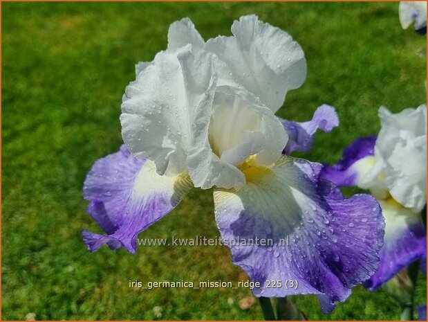 Iris germanica 'Mission Ridge' | Blauwe lis, Duitse lis, Germaanse iris, Baardiris, Iris, Lis | Hohe Bart-Schwertlili