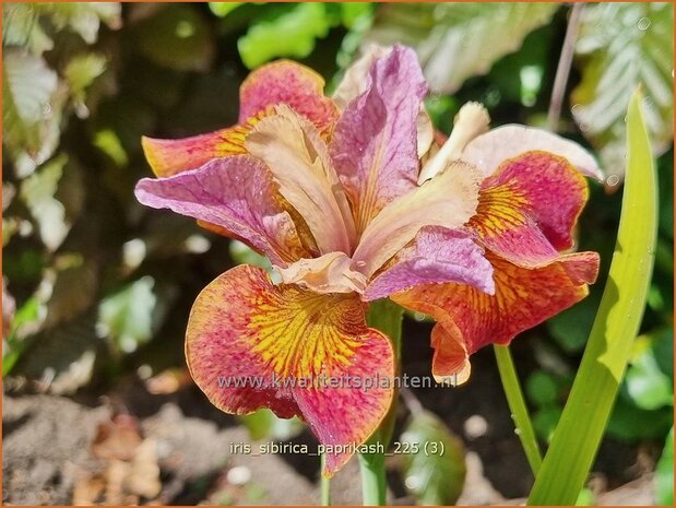 Iris sibirica 'Paprikash' | Siberische iris, Lis, Iris | Sibirische Schwertlilie | Siberian Iris