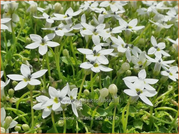Isotoma fluviatilis 'Alba' | Laurentia, Sterretjesmat | Australische Scheinlobelie | Laurentia