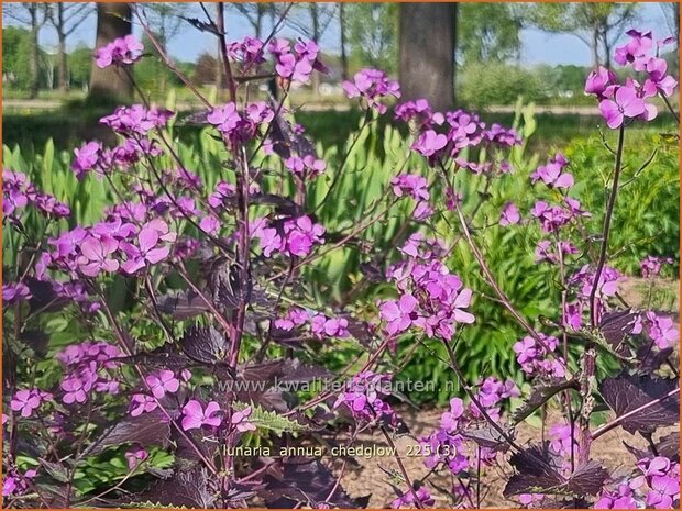 Lunaria annua 'Chedglow' | Tuinjudaspenning, Judaspenning, Maanbloem | Einj&auml;hriges Silberblatt | Money Plant