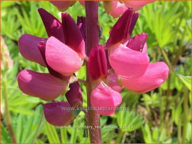 Lupinus 'Legendary Red Shades' | Lupine | Lupine | Lupin