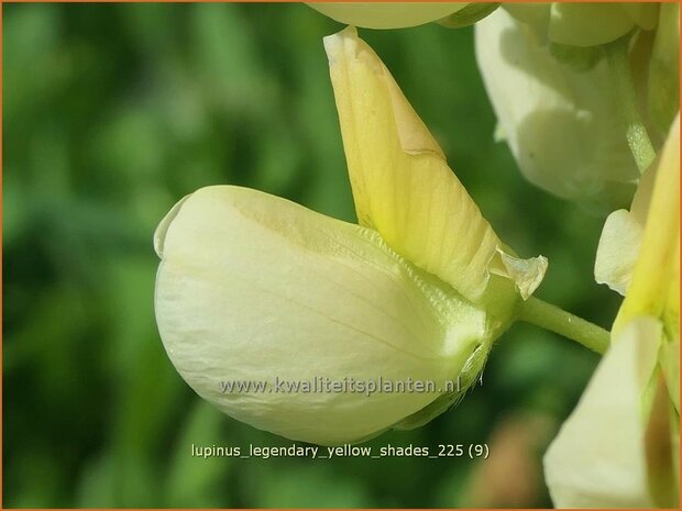 Lupinus 'Legendary Yellow Shades' | Lupine | Lupine | Lupin