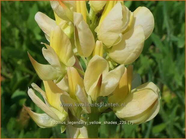 Lupinus 'Legendary Yellow Shades' | Lupine | Lupine | Lupin