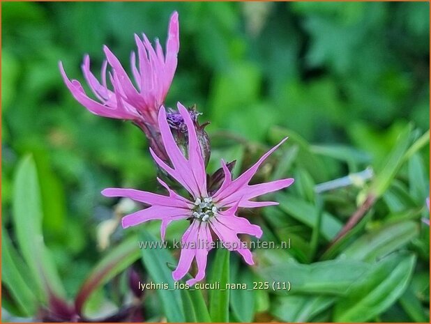 Lychnis flos-cuculi 'Nana' | Echte koekoeksbloem, Koekoeksbloem | Kuckucks-Lichtnelke | Ragged Robin