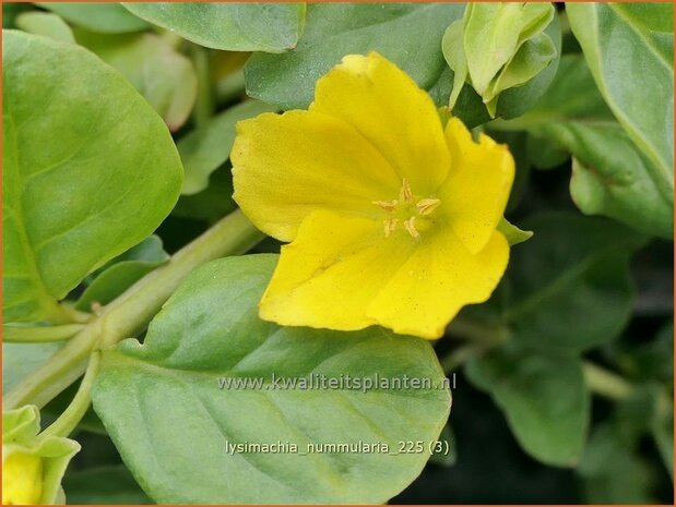 Lysimachia nummularia | Penningkruid | Pfennigkraut | Creeping Jenny