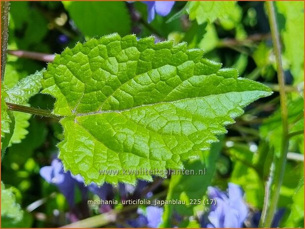 Meehania urticifolia 'Japanblau' | Schijndovenetel | Nesselbl&auml;ttrige Scheintaubnessel | Japanese Dead Nettle