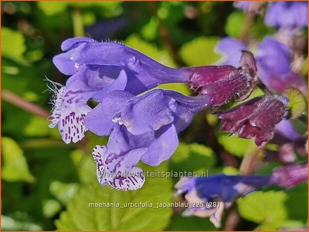 Meehania urticifolia 'Japanblau' | Schijndovenetel | Nesselbl&auml;ttrige Scheintaubnessel | Japanese Dead Nettle