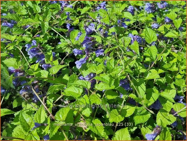 Meehania urticifolia 'Japanblau' | Schijndovenetel | Nesselbl&auml;ttrige Scheintaubnessel | Japanese Dead Nettle