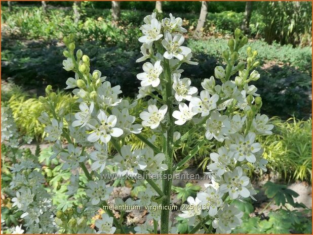 Melanthium virginicum | Virginia bunchflower