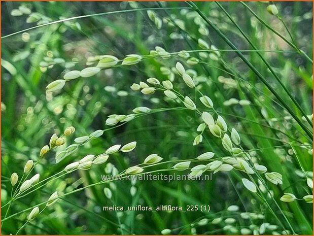 Melica uniflora albiflora | Eenbloemig parelgras, Parelgras | Einbl&uuml;tiges Perlgras | Wood Melic