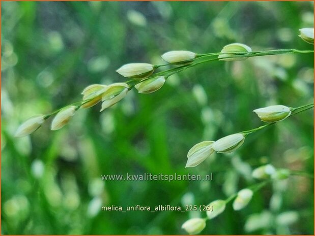 Melica uniflora albiflora | Eenbloemig parelgras, Parelgras | Einbl&uuml;tiges Perlgras | Wood Melic