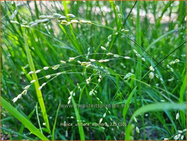 Melica uniflora albiflora | Eenbloemig parelgras, Parelgras | Einbl&uuml;tiges Perlgras | Wood Melic