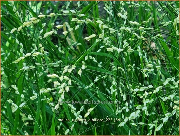 Melica uniflora albiflora | Eenbloemig parelgras, Parelgras | Einbl&uuml;tiges Perlgras | Wood Melic