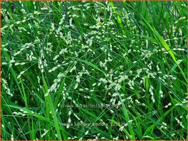 Melica uniflora albiflora | Eenbloemig parelgras, Parelgras | Einbl&uuml;tiges Perlgras | Wood Melic