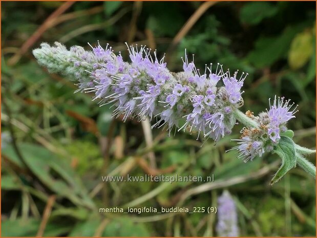Mentha longifolia 'Buddleia' | Hertsmunt, Bosmunt, Munt | Ro&szlig;-Minze | Horse Mint