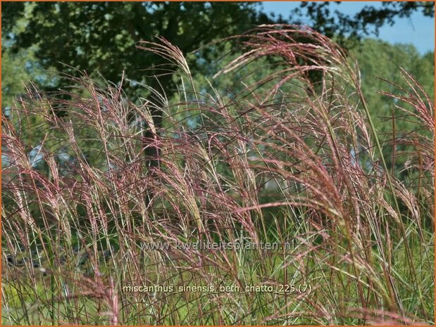 Miscanthus sinensis 'Beth Chatto' | Chinees prachtriet, Chinees riet, Japans sierriet, Sierriet | Chinaschilf | Eulal